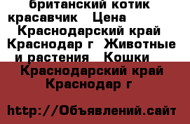 британский котик -красавчик › Цена ­ 4 000 - Краснодарский край, Краснодар г. Животные и растения » Кошки   . Краснодарский край,Краснодар г.